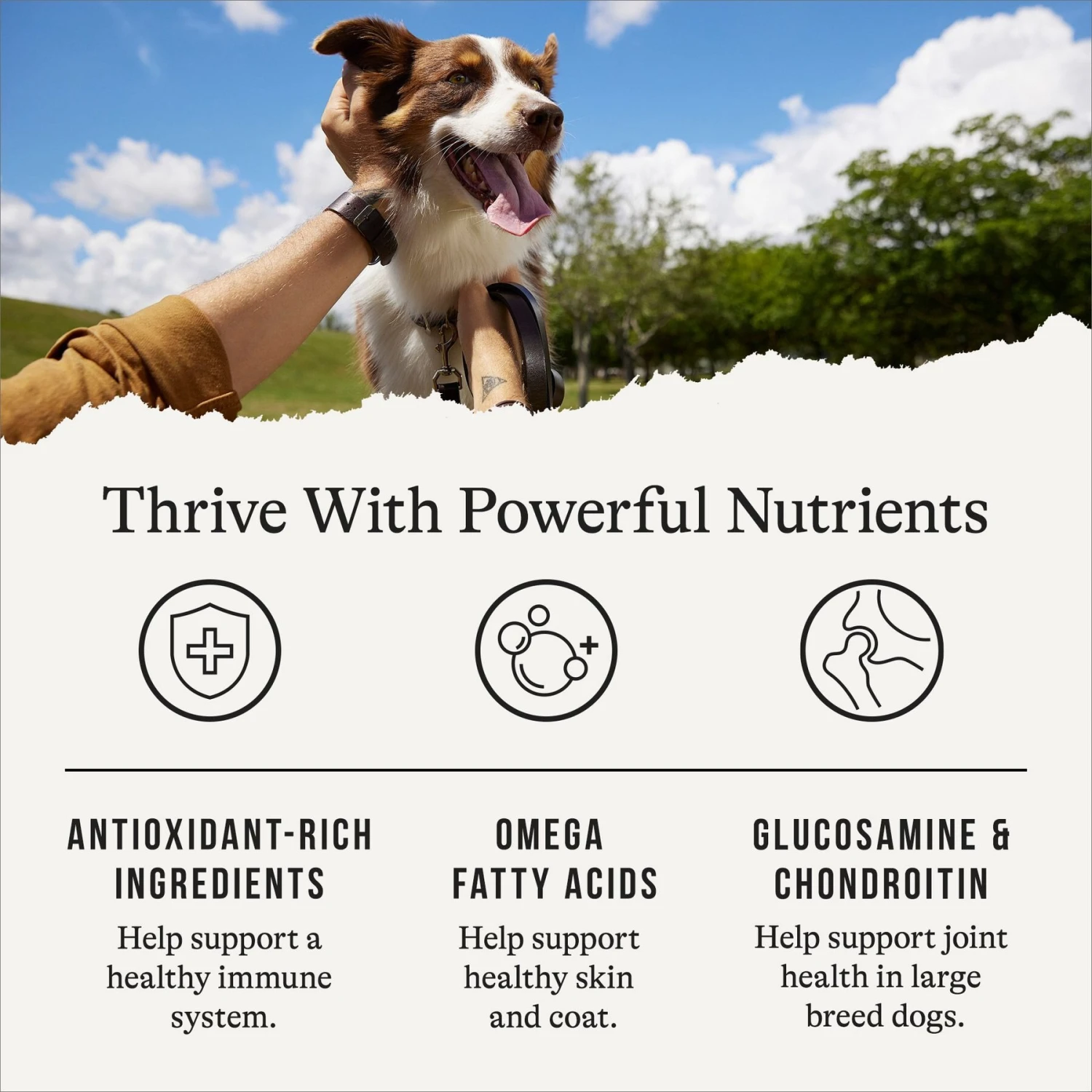 American Journey Large Breed Adult Chicken & Sweet Potato Recipe Grain-Free Dry Dog Food 7 American Journey Large Breed Adult Chicken & Sweet Potato Recipe Grain-Free Dry Dog Food - Image 5