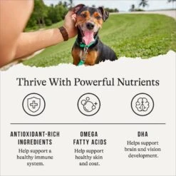 American Journey Puppy Lamb & Sweet Potato Recipe Grain-Free Dry Dog Food -Cozy Paws 108436 PT4. AC SS1800 V1665438656