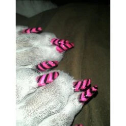 Warren London Pawdicure Dog Nail Polish Pen, Neon -Cozy Paws 112707 PT5. AC SS1800 V1660706217