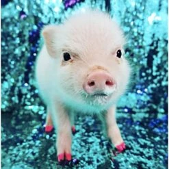 Warren London Pawdicure Dog Nail Polish Pen, Neon -Cozy Paws 112707 PT6. AC SS1800 V1660706217