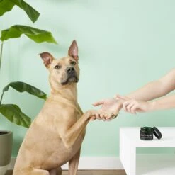 Dermapaw Dog Skin & Paw Treatment 10 Dermapaw Dog Skin & Paw Treatment -Cozy Paws 118910 PT3. AC SS1800 V1545258193