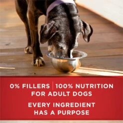 Purina ONE +Plus Adult Classic Ground Vibrant Maturity Adult 7+ Turkey & Barley Entree Canned Dog Food -Cozy Paws 139323 PT5. AC SS1800 V1668810234