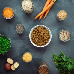 V-Dog Kind Kibble Mini Bites Vegan Adult Dry Dog Food -Cozy Paws 140708 PT6. AC SS1800 V1668548200