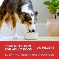 Purina ONE Natural SmartBlend Chicken & Rice Formula Dry Dog Food -Cozy Paws 143259 PT4. AC SS1800 V1676051503