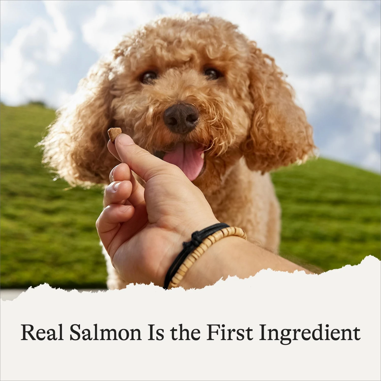 American Journey Salmon Recipe Grain-Free Soft & Chewy Training Bits Dog Treats 7 American Journey Salmon Recipe Grain-Free Soft & Chewy Training Bits Dog Treats - Image 5