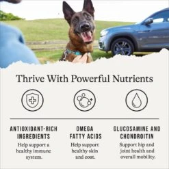 American Journey Protein & Grains Senior Chicken, Brown Rice & Vegetables Recipe Dry Dog Food -Cozy Paws 153933 PT4. AC SS1800 V1668736315
