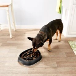 Frisco Non-Skid Slow Feeder Dog & Small Pet Bowl -Cozy Paws 155648 PT4. AC SS1800 V1553538724