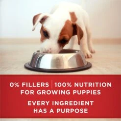 Purina ONE +Plus Classic Ground Healthy Puppy Lamb & Long Grain Rice Entree Canned Dog Food -Cozy Paws 158418 PT7. AC SS1800 V1668810154