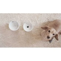 Necoichi Ceramic Elevated Dog Water Bowl, 12-oz -Cozy Paws 183509 PT7. AC SS1800 V1627496173