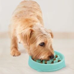 Outward Hound Non-Skid Plastic Slow Feeder Dog Bowl -Cozy Paws 190603 PT5. AC SS1800 V1694439620