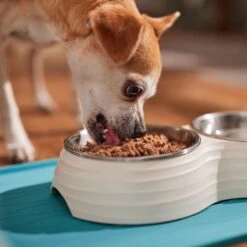 Royal Canin Canine Care Nutrition Digestive Care Loaf In Sauce Canned Dog Food, 13.5-oz, Case Of 12 -Cozy Paws 191981 PT4. AC SS1800 V1696258107