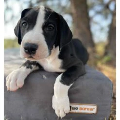 Big Barker 7" Sleek Orthopedic Pillow Dog Bed With Removable Cover -Cozy Paws 201653 PT3. AC SS1800 V1574697485