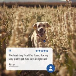 Farmina N&D Ancestral Grain Lamb & Blueberry Recipe Adult Mini Breed Dry Dog Food 11 Farmina N&D Ancestral Grain Lamb & Blueberry Recipe Adult Mini Breed Dry Dog Food -Cozy Paws 207660 PT7. AC SS1800 V1678909952