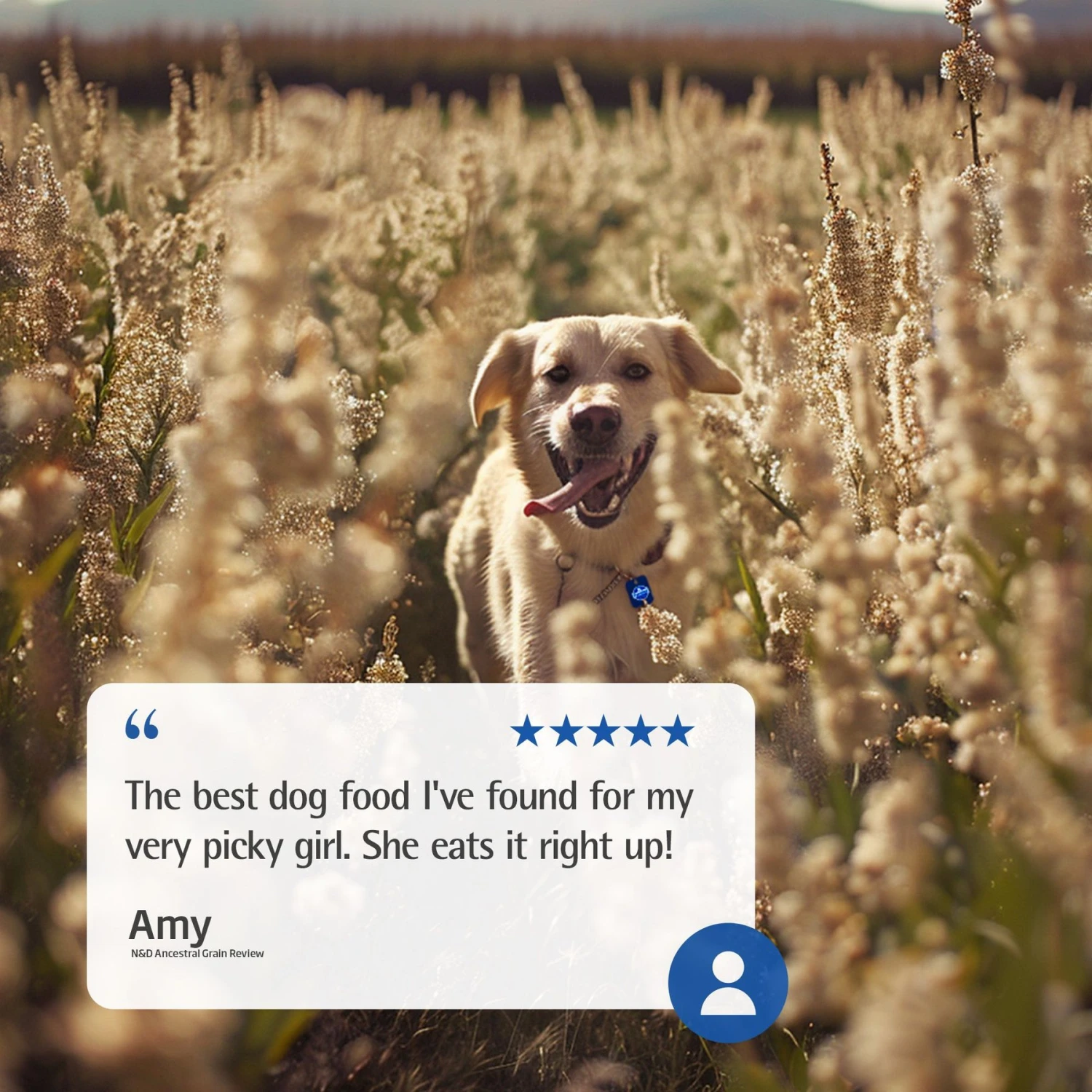 Farmina N&D Ancestral Grain Lamb & Blueberry Recipe Adult Mini Breed Dry Dog Food 7 Farmina N&D Ancestral Grain Lamb & Blueberry Recipe Adult Mini Breed Dry Dog Food - Image 5