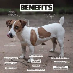 Lucy Pet Products Limited Ingredient Diet Chicken, Brown Rice & Pumpkin Formula Dry Dog Food -Cozy Paws 212701 PT4. AC SS1800 V1575927233