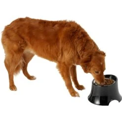 Frisco Stainless Steel Bowl With Elevated Stand 14 Frisco Stainless Steel Bowl With Elevated Stand -Cozy Paws 216020 PT6. AC SS1800 V1605653241