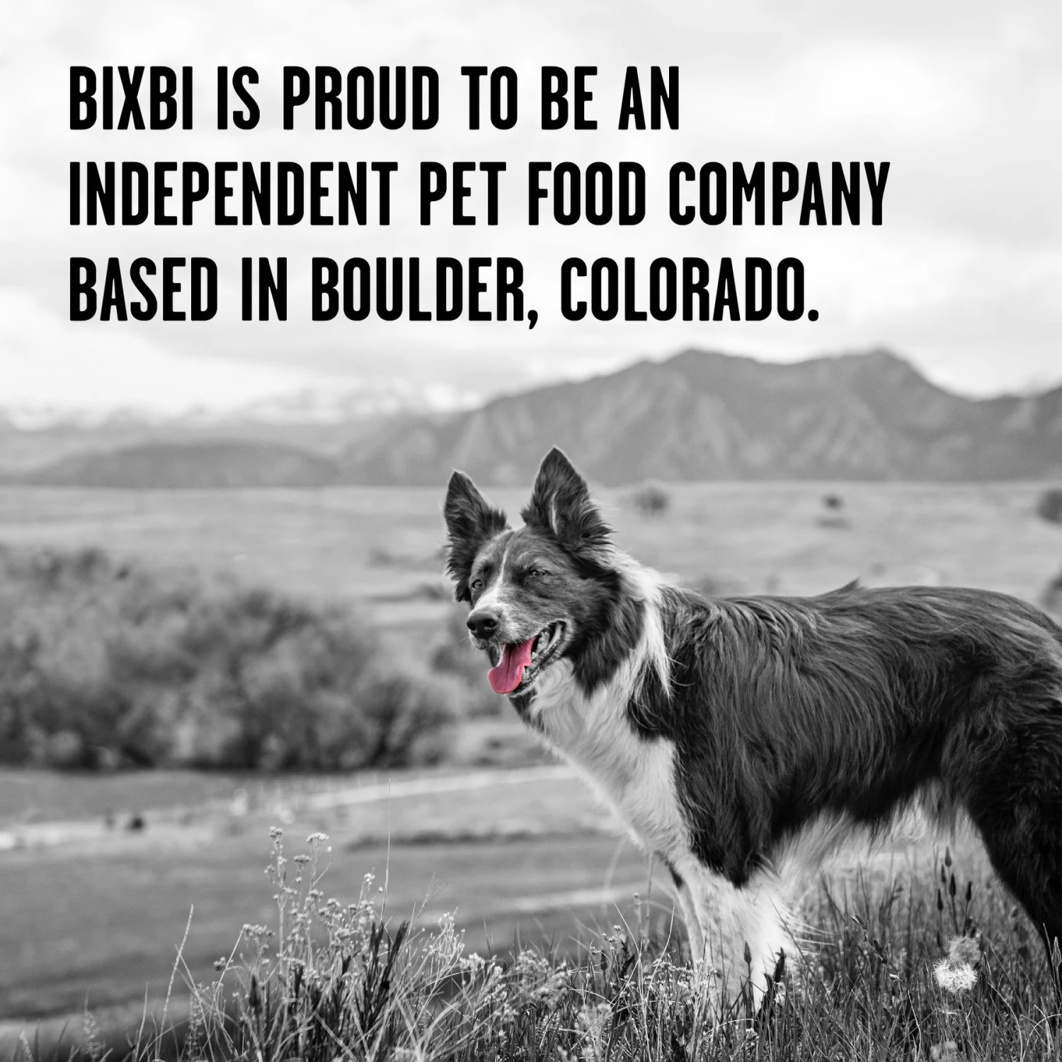 BIXBI Rawbble Chicken & Salmon Recipe Grain-Free Freeze-Dried Dog Food 10 BIXBI Rawbble Chicken & Salmon Recipe Grain-Free Freeze-Dried Dog Food - Image 8