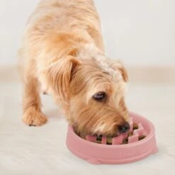 Outward Hound Non-Skid Plastic Slow Feeder Wave Dog Bowl -Cozy Paws 226749 PT5. AC SS1800 V1694439729