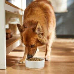 Dr. Pol Healthy Balance Salmon Recipe Grain-Free Dry Dog Food -Cozy Paws 232536 PT3. AC SS1800 V1682711634