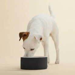PAIKKA Cooling Ceramic Dog & Cat Bowl -Cozy Paws 234226 PT2. AC SS1800 V1627324877
