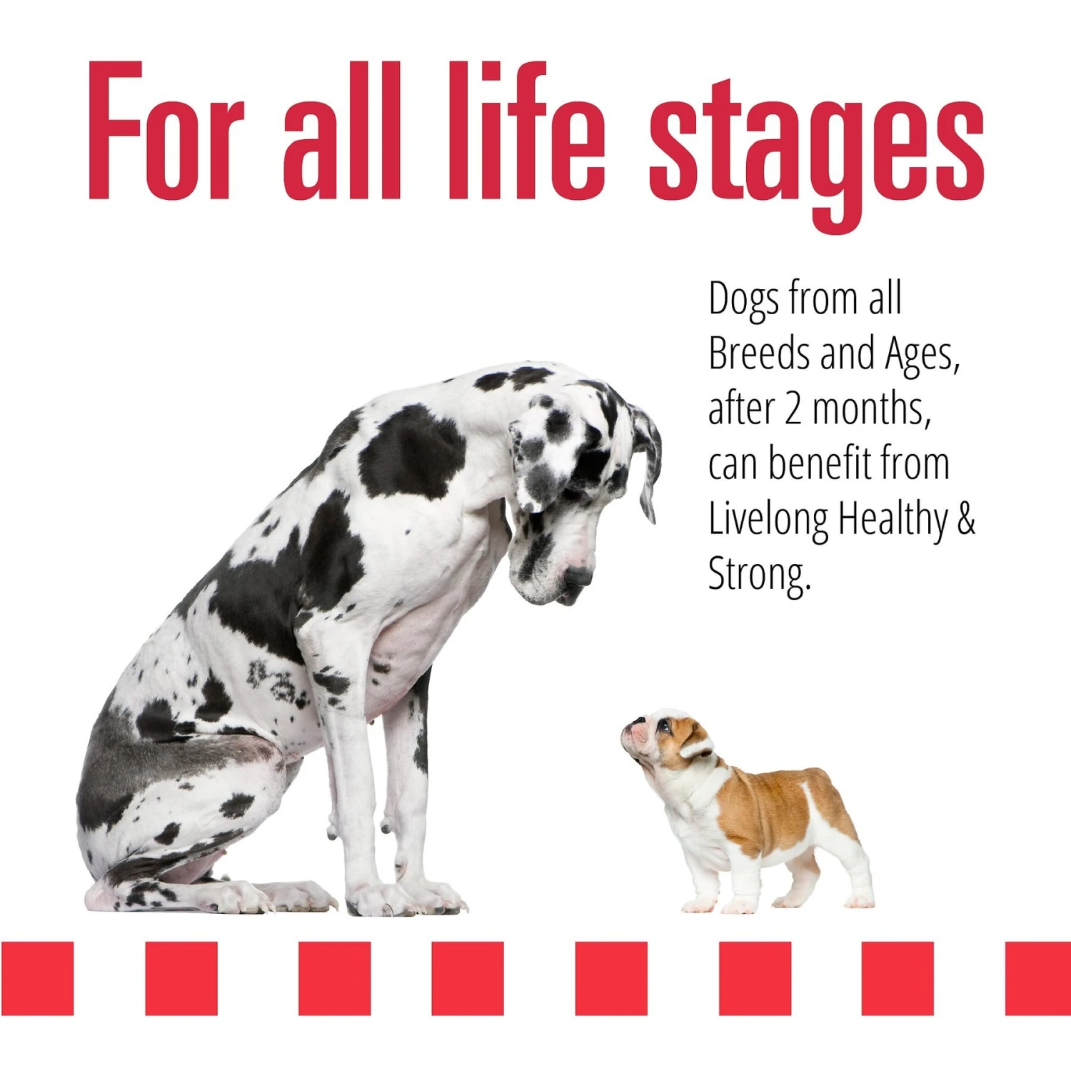 Livelong Healthy & Strong Lamb, Beef & Sweet Potato Recipe Wet Dog Food, 12.5-oz Can, Case Of 12 6 Livelong Healthy & Strong Lamb, Beef & Sweet Potato Recipe Wet Dog Food, 12.5-oz Can, Case Of 12 - Image 4