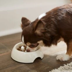 Frisco Melamine Slow Feed Dog & Cat Bowl With Gold Trim -Cozy Paws 253066 PT2. AC SS1800 V1616597844