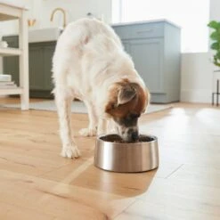 Frisco Insulated Non-Skid Stainless Steel Dog & Cat Bowl -Cozy Paws 261757 PT8. AC SS1800 V1623937364