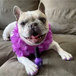 Warren London Variety Pack Dog Nail Polish, 0.50-oz Bottle, 6 Count -Cozy Paws 263438 PT4. AC SS1800 V1671202198