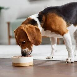 Evanger's Chicken & Rice Dinner Gluten-Free Wet Dog Food, 20.2-oz Can, Case Of 12 -Cozy Paws 263964 PT7. AC SS1800 V1669928862