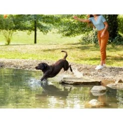 Nature's Recipe Easy-To-Digest Chicken, Brown Rice & Barley Recipe Dry Dog Food -Cozy Paws 266858 PT5. AC SS1800 V1610419992