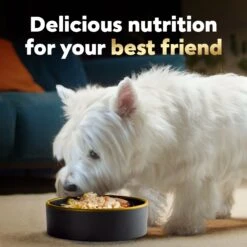 Cesar Wholesome Bowls Chicken, Sweet Potato & Green Beans Recipe Small Breed Adult Wet Dog Food -Cozy Paws 269185 PT7. AC SS1800 V1695650783