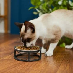 Frisco Elevated Stainless Steel Dish Cat Bowl, 1 Cup -Cozy Paws 277517 PT3. AC SS1800 V1630347977