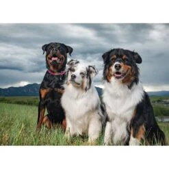 BIXBI RAWBBLE Fresh Turkey Recipe Limited Ingredient Grain-Free Dry Dog Food -Cozy Paws 280167 PT6. AC SS1800 V1615592524