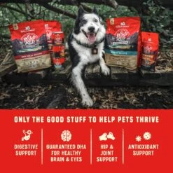 Stella & Chewy's Wild Red Raw Coated Kibble Wholesome Grains Ocean Recipe Dry Dog Food -Cozy Paws 291635 PT7. AC SS1800 V1645208293