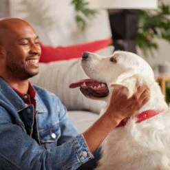 Purina Pro Plan Sport Performance All Life Stages High-Protein 30/20 Chicken & Rice Formula Dry Dog Food & Milk-Bone Original Large Biscuit Dog Treats -Cozy Paws 293694 PT4. AC SS1800 V1620243732