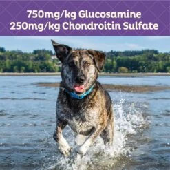 Old Mother Hubbard By Wellness Mother's Solutions Hip & Joint Natural Oven-Baked Biscuits Dog Treats & Wellness CORE Bowl Boosters Joint Health Adult Dry Dog Food Topper, 4-oz Bag -Cozy Paws 298362 PT8. AC SS1800 V1703195409