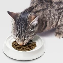 CatGuru Dog & Cat Food Bowls -Cozy Paws 308473 PT5. AC SS1800 V1649104312