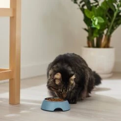 Frisco Coral Design Stainless Steel Dog & Cat Bowl -Cozy Paws 311972 PT3. AC SS1800 V1642542435