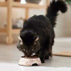 Frisco Copper Print Design Stainless Steel Dog & Cat Bowl -Cozy Paws 311975 PT3. AC SS1800 V1642542357