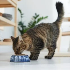 Frisco Leaf Design Stainless Steel Dog & Cat Bowl -Cozy Paws 311980 PT3. AC SS1800 V1642542556