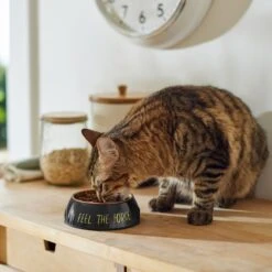 STAR WARS Melamine Stainless Steel Dog & Cat Bowl -Cozy Paws 315268 PT3. AC SS1800 V1647282165