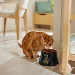 STAR WARS REBEL ICON Elevated Melamine Stainless Steel Dog & Cat Bowl, Black, 1.5 Cup -Cozy Paws 315274 PT3. AC SS1800 V1647282097