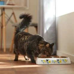 Disney Mickey Mouse Lemon Melamine Stainless Steel Double Dog & Cat Bowl -Cozy Paws 315299 PT3. AC SS1800 V1647283899