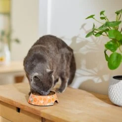 Disney Mickey Mouse Orange Bamboo Melamine Stainless Steel Dog & Cat Bowl -Cozy Paws 315346 PT3. AC SS1800 V1647281720