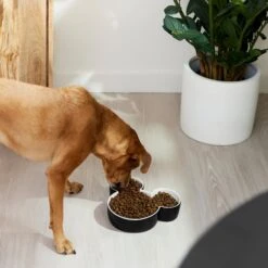 Disney Mickey Mouse Ceramic Dog & Cat Bowl -Cozy Paws 315360 PT2. AC SS1800 V1647283421