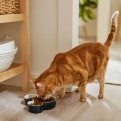 Disney Mickey Mouse Ceramic Dog & Cat Bowl -Cozy Paws 315360 PT3. AC SS1800 V1647283006