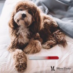 Warren London Glass Nail File 11 Warren London Glass Nail File -Cozy Paws 316281 PT3. AC SS1800 V1627348081