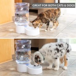 PetFusion H2O Gravity Dog & Cat Waterer -Cozy Paws 316743 PT2. AC SS1800 V1632182774