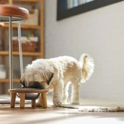 Frisco Premium Round Shape Elevated Single Dog & Cat Bowl -Cozy Paws 331502 PT2. AC SS1800 V1657656893