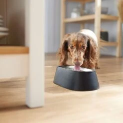 Frisco Long Eared Breed Stainless Steel Dog Bowl, Black, 2 Cup -Cozy Paws 331530 PT2. AC SS1800 V1657656874